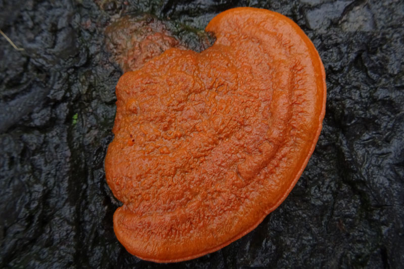 Pycnoporus cinnabarinus